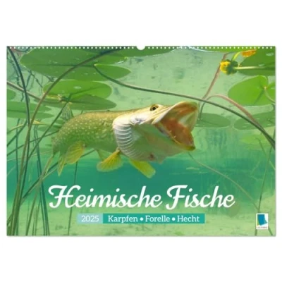 Abbildung von Heimische Fische: Karpfen, Forelle, Hecht (Wandkalender 2025 DIN A2 quer), CALVENDO Monatskalender