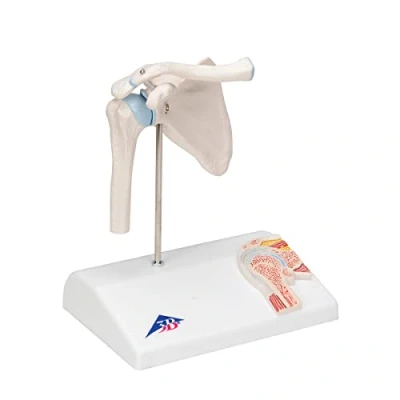 Abbildung von 3B Scientific A86/1 Mini Schultergelenk mit Querschnitt + kostenlose Anatomie App Smart Anatomy