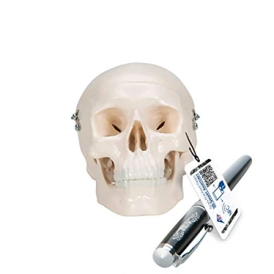 Abbildung von 3B Scientific A18/15 Mini Schädelmodell des Menschen, 3 teilig, Schädeldecke, Schädelbasis und Unterkiefer + kostenlose Anatomie App Smart Anatomy