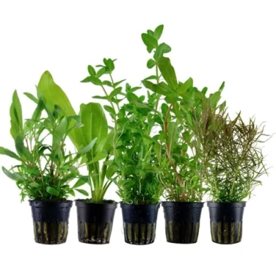 Abbildung von AquaOne Aquarium Pflanzen I 5x Wasserpflanzen Set Hintergrund Aquarienpflanzen Ammannia Echinodorus Bacopa Hygrophila Pogostemon mit 5 Hintergrundpflanzen