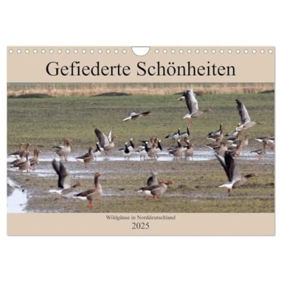 Abbildung von Gefiederte Schönheiten Wildgänse in Norddeutschland (Wandkalender 2025 DIN A4 quer), CALVENDO Monatskalender