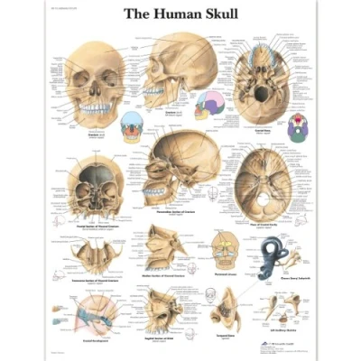 Abbildung von 3B Scientific Human Anatomy The Skull Diagramm, laminierte Version
