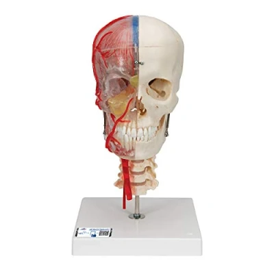 Abbildung von 3B Scientific Menschliche Anatomie Systemschädelmodell, 7 tlg.