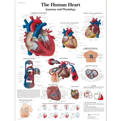 Abbildung von 3B Scientific VR1334L Menschliche Anatomie „The Human Heart“ Diagramm, laminierte Version (englische Version)