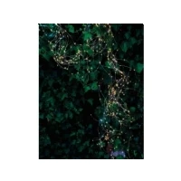 Abbildung von Sirius Home A/S LED Lichterkette Knirke LEDs an 15 grünen Metallsträngen Outdoor