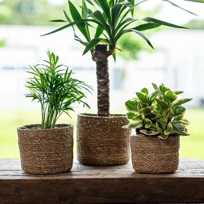 Abbildung von DARO DEKO Seegras Korb rund Natur Ø 19 x 16cm mit Einsatz Blumentopf geflochten Aufbewahrungskorb Über Topf Blumenkorb