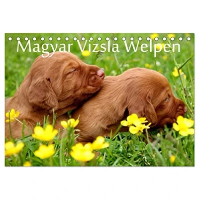 Abbildung von Magyar Vizsla Welpen (Tischkalender 2025 DIN A5 quer), CALVENDO Monatskalender