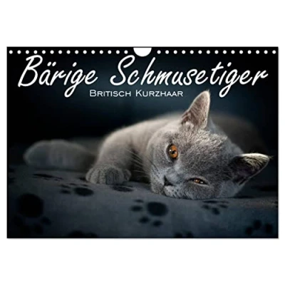 Abbildung von Bärige Schmusetiger Britisch Kurzhaar/CH Version (Wandkalender 2025 DIN A4 quer), CALVENDO Monatskalender