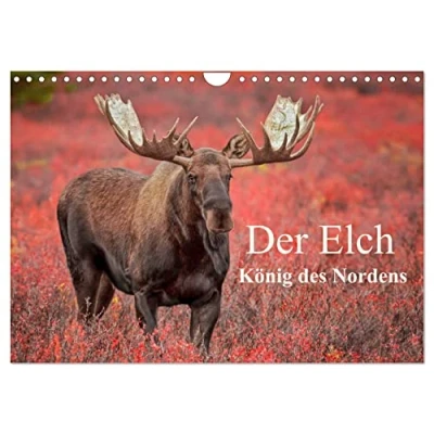 Abbildung von Der Elch König des Nordens (Wandkalender 2025 DIN A4 quer), CALVENDO Monatskalender