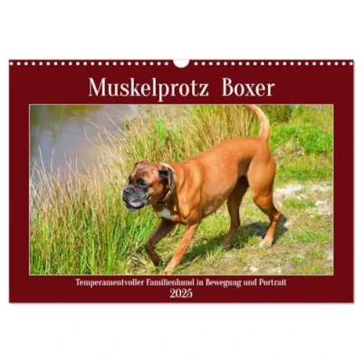 Abbildung von Muskelprotz Boxer (Wandkalender 2025 DIN A3 quer), CALVENDO Monatskalender