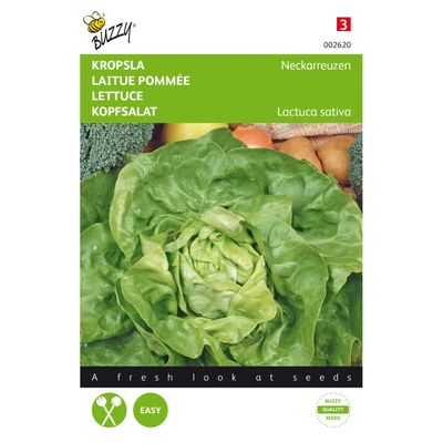 Abbildung von Kopfsalat Summer Diamond Buzzy