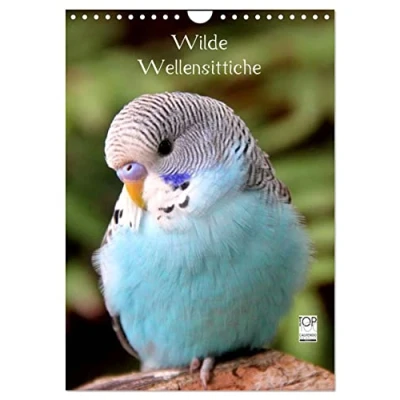 Abbildung von Wilde Wellensittiche (Wandkalender 2025 DIN A4 hoch), CALVENDO Monatskalender