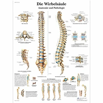 Abbildung von 3B Scientific Lehrtafel laminiert Die menschliche Wirbelsäule