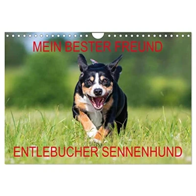 Abbildung von Mein bester Freund Entlebucher Sennenhund (Wandkalender 2025 DIN A4 quer), CALVENDO Monatskalender