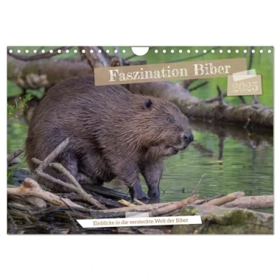 Abbildung von Faszination Biber (Wandkalender 2025 DIN A4 quer), CALVENDO Monatskalender