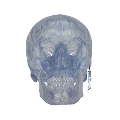 Abbildung von 3B Scientific Menschliche Anatomie Transparentes Schädel Modell &quot;Klassik&quot;, 3 teilig