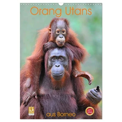 Abbildung von Orang Utans aus Borneo (Wandkalender 2025 DIN A3 hoch), CALVENDO Monatskalender