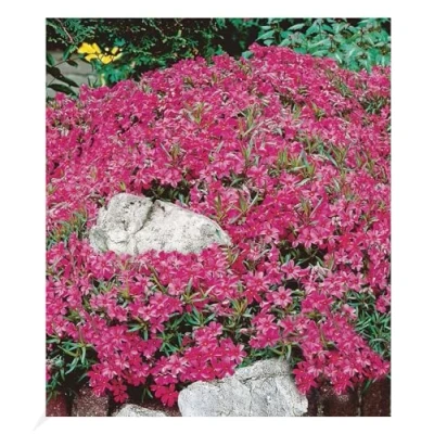 Abbildung von BALDUR Garten Winterharter Bodendecker Roter Teppich Phlox, 3 Pflanzen Polsterphlox Polster Flammenblume Polsterstauden Teppichphlox Moosphlox Phlox subulata, trockenresistent, bienenfreundlich