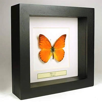 Abbildung von De Museumwinkel.com Appias Nero Oranje Albatros Schmetterling Echter präparierter montiert unter Glas in handgefertigten schwarzen Holzrahmen