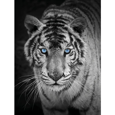 Abbildung von KiNZLER Wohndecke &quot;Mikrofaser Fotodruck &quot;Tiger&quot;&quot;