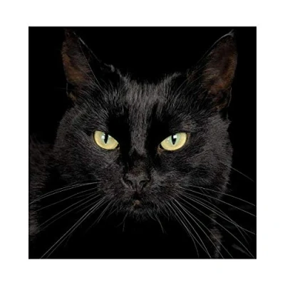 Abbildung von Yingxin34 Puzzle 3000 Teile Schwarze Katze, Farbenfrohes für Erwachsene und Kinder ab 14 Jahren Klassische Puzzles Geschicklichkeitsspiel die ganze Familie 48.03x31.88 Zoll (122 x 81cm)