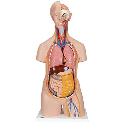 Abbildung von 3B Scientific Menschliche Anatomie Geschlechtsloser Klassik Torso, 14 teilig + kostenlose App Smart Anatomy B13
