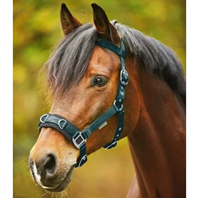 Abbildung von Waldhausen Longierhalfter Economic Pony Grün
