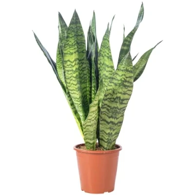 Abbildung von Flowerbox Zimmerpflanze Bogenhanf Sansevieria zeylanica, pflegeleicht Höhe ca. 65 cm, Topf Ø 17 cm