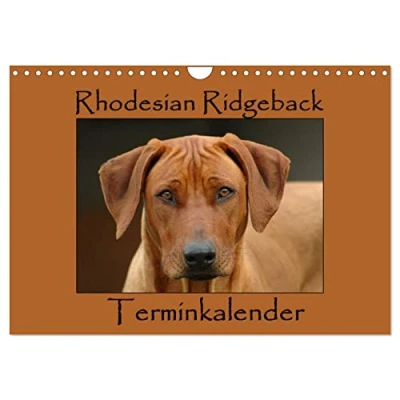 Abbildung von Rhodesian Ridgeback Terminkalender (Wandkalender 2025 DIN A4 quer), CALVENDO Monatskalender
