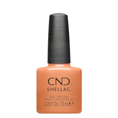 Abbildung von Shellac Daydreaming #465