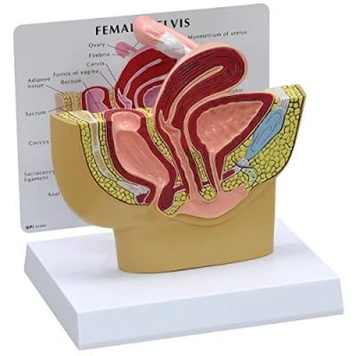 Abbildung von GPI Anatomicals 3500 Becken weiblich Modell Querschnitt