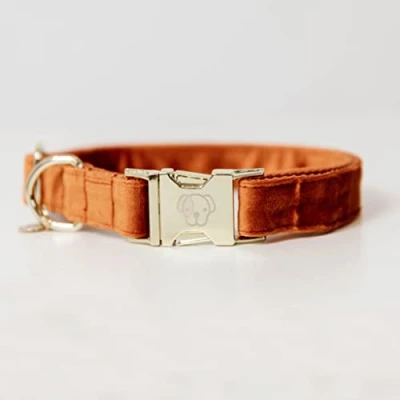 Abbildung von Kentucky Kragen Velvet Orange S Agradi.deVerkauft von Agradi