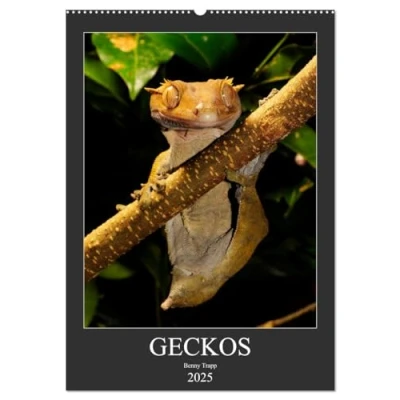 Abbildung von GECKOS (Wandkalender 2025 DIN A2 hoch), CALVENDO Monatskalender