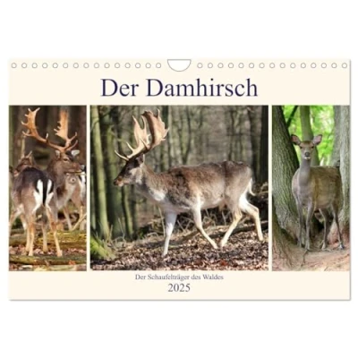 Abbildung von Der Damhirsch Schaufelträger des Waldes (Wandkalender 2025 DIN A4 quer), CALVENDO Monatskalender