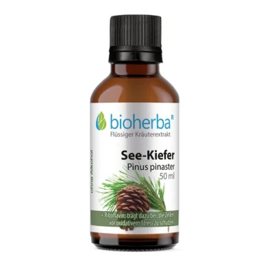 Abbildung von See kiefer Pinus Pinaster 50 ml