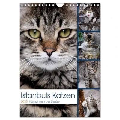 Abbildung von Istanbuls Katzen (Wandkalender 2025 DIN A4 hoch), CALVENDO Monatskalender