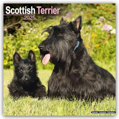 Abbildung von Scottish Terrier 2025 16 Monatskalender: Original Avonside Kalender [Mehrsprachig] [Kalender] (Wall Kalender)