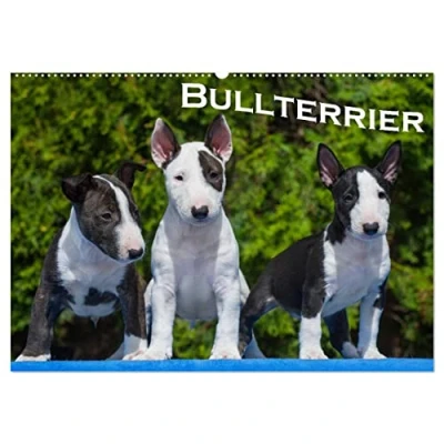 Abbildung von Bullterrier (Wandkalender 2025 DIN A2 quer), CALVENDO Monatskalender