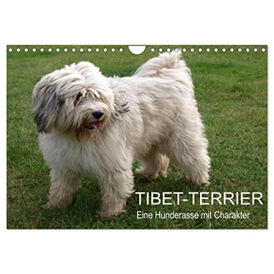 Abbildung von Tibet Terrier Eine Hunderasse mit Charakter (Wandkalender 2025 DIN A4 quer), CALVENDO Monatskalender