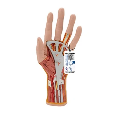Abbildung von 3B Scientific Menschliche Anatomie Hand Struktur Modell, 3 teilig + kostenlose App Smart Anatomy