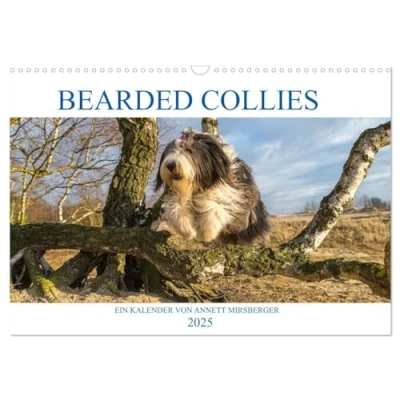 Abbildung von BEARDED COLLIES 2025 (Wandkalender DIN A3 quer), CALVENDO Monatskalender