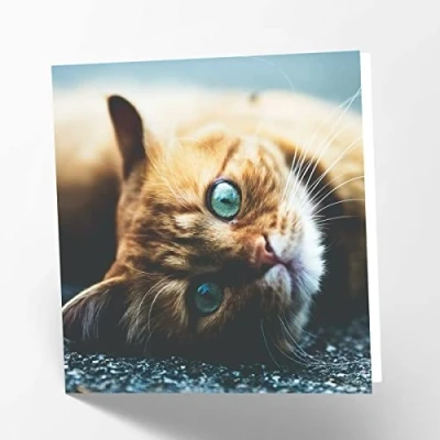 Abbildung von Maturi Blanko Glückwunschkarte mit Motiv Katze