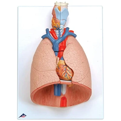 Abbildung von 3B Scientific Menschliche Anatomie Lungenmodell mit Kehlkopf, 7 teilig + kostenlose App Smart Anatomy