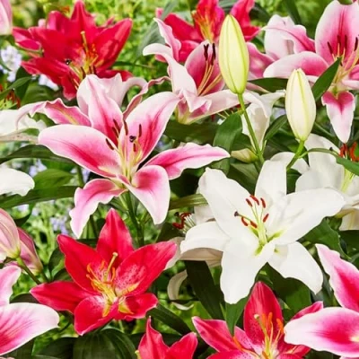Abbildung von Orientalische Lilien Kollektion (15 Zwiebeln) in 5 Sorten, 3 von jeder Farbe, mehrjährig und winterharte Blumenzwiebeln, Mischung aus Holland für Garten (große Knollen, kein Samen, nicht künstlich)