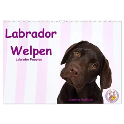 Abbildung von Labrador Welpen Puppies (Wandkalender 2025 DIN A3 quer), CALVENDO Monatskalender