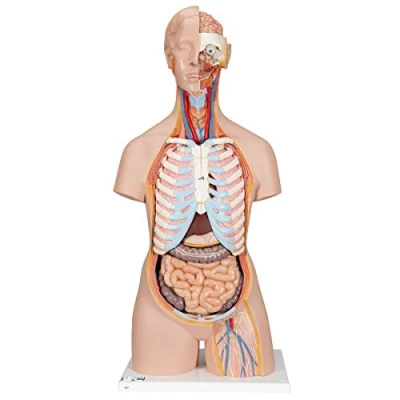 Abbildung von 3B Scientific Classic Torso Modell, in klassischer Ausführung, geschlechtsneutral, offener Rücken, 21 teilig + kostenlose Anatomie App Smart Anatomy