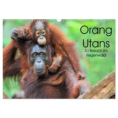 Abbildung von Orang Utans: Zu Besuch im Regenwald (Wandkalender 2025 DIN A3 quer), CALVENDO Monatskalender
