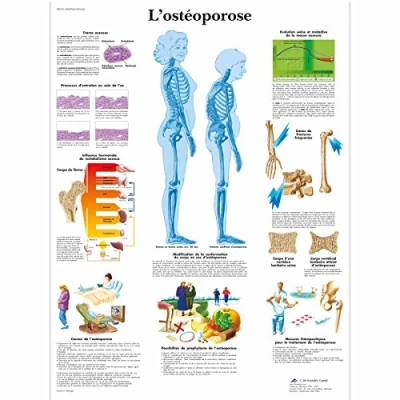 Abbildung von 3B Scientific anatomische Platte