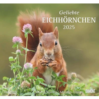 Abbildung von DUMONT Geliebte Eichhörnchen 2025 Wandkalender, 38x35,5cm, Fotokunst Kalender mit liebevollen Fotografien, den wichtigsten Feiertagen