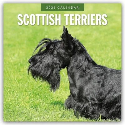 Abbildung von Scottish Terrier Scotchterrier 2025 16 Monatskalender: Original Red Robin Publishing Ltd Kalender [Mehrsprachig] [Kalender] (Wall Kalender)